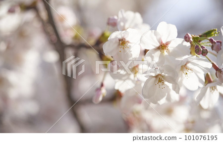 spring seasonal mood with cherry blossom and white bokeh spring seasonal mood with cherry blossom and white bokeh 101076195