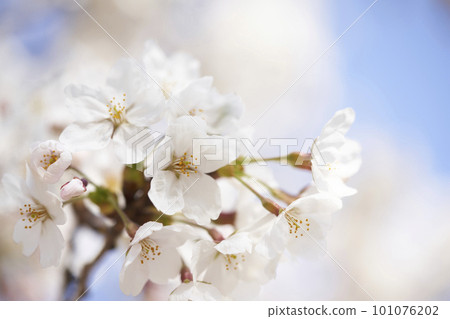 spring seasonal mood with cherry blossom and white bokeh 101076202