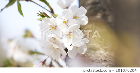 spring seasonal mood with cherry blossom and white bokeh 101076204