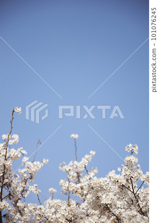 spring seasonal mood with cherry blossom and white bokeh spring seasonal mood with cherry blossom and white bokeh 101076245