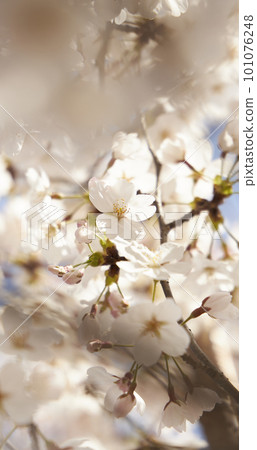 spring seasonal mood with cherry blossom and white bokeh spring seasonal mood with cherry blossom and white bokeh 101076248