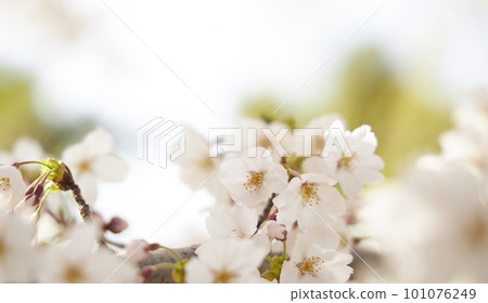 spring seasonal mood with cherry blossom and white bokeh spring seasonal mood with cherry blossom and white bokeh 101076249