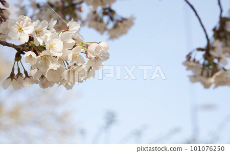 spring seasonal mood with cherry blossom and white bokeh spring seasonal mood with cherry blossom and white bokeh 101076250