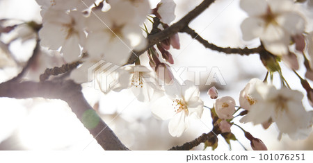 spring seasonal mood with cherry blossom and white bokeh spring seasonal mood with cherry blossom and white bokeh 101076251