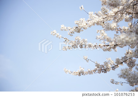 spring seasonal mood with cherry blossom and white bokeh spring seasonal mood with cherry blossom and white bokeh 101076253