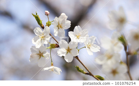 spring seasonal mood with cherry blossom and white bokeh spring seasonal mood with cherry blossom and white bokeh 101076254