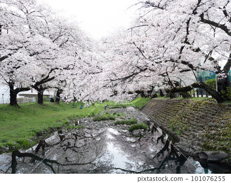 Reflection of cherry blossoms on the Negawa green road Reflection of cherry blossoms on the Negawa green road 101076255