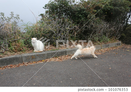Seaside stray cat Seaside stray cat 101076353