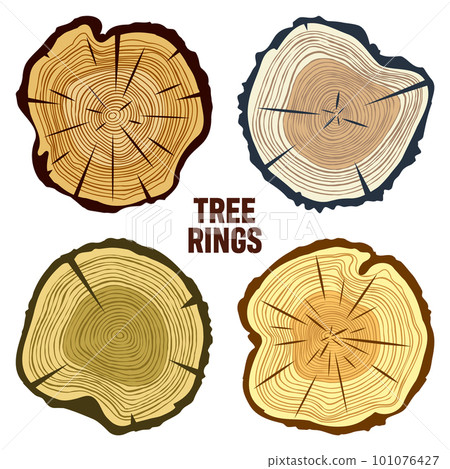 Round colorful tree trunk cuts, sawn pine or oak slices, lumber. Saw cut timber, wood. Brown wooden texture with tree rings. Hand drawn sketch. Vector illustration 101076427
