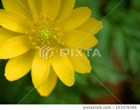Fukujusou (Adonis ramosa) that began to bloom in March Fukujusou (Adonis ramosa) that began to bloom in March 101076566