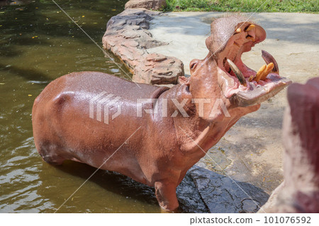 common hippopotamus (Hippopotamus amphibius) close up 101076592