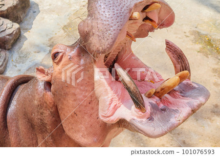 common hippopotamus (Hippopotamus amphibius) close up common hippopotamus (Hippopotamus amphibius) close up 101076593