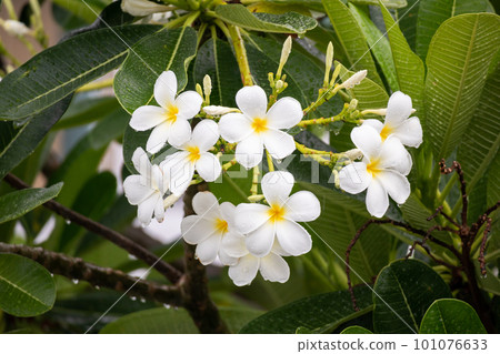 White Frangipani flower Plumeria alba with green leaves White Frangipani flower Plumeria alba with green leaves 101076633