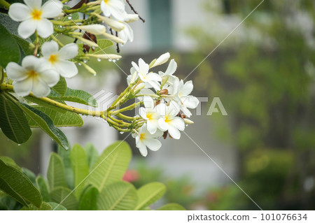 White Frangipani flower Plumeria alba with green leaves 101076634