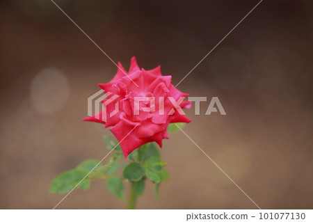 荒尾市少女公民花壇玫瑰花, 荒尾市少女公民花壇玫瑰花, 101077130
