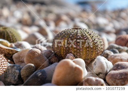 Sea urchin shells close-up on pebble stone beach Sea urchin shells close-up on pebble stone beach 101077239