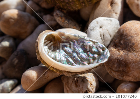 Perlamuter sea shell close-up on pebble beach 101077240