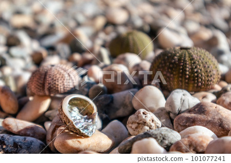 Sea urchin, shells close-up on pebble stone beach 101077241