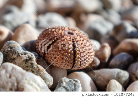 Sea urchin shell close-up on pebble stone beach Sea urchin shell close-up on pebble stone beach 101077242