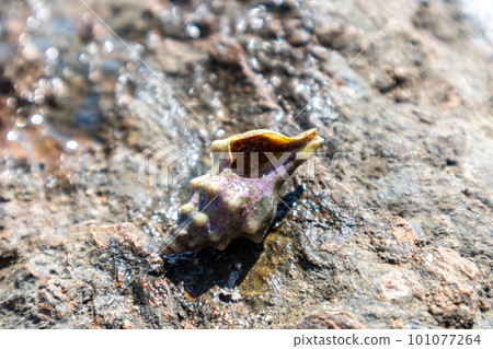 Hermit crab hard shell close-up on rock surface Hermit crab hard shell close-up on rock surface 101077264