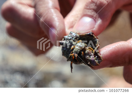 Hand holding hermit crab hidden in shell close-up Hand holding hermit crab hidden in shell close-up 101077266