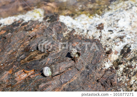 Hermit crab hard shell close-up on rock surface Hermit crab hard shell close-up on rock surface 101077271