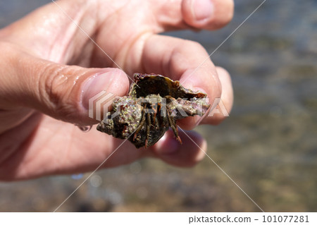 Hand holding hermit crab hidden in shell close-up Hand holding hermit crab hidden in shell close-up 101077281