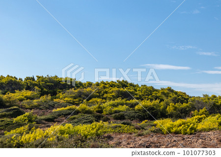 Greece vibrant green pine bush on blue clear sky 101077303