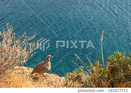 Rock partridge birds watching on sea coast, Greece Rock partridge birds watching on sea coast, Greece 101077313