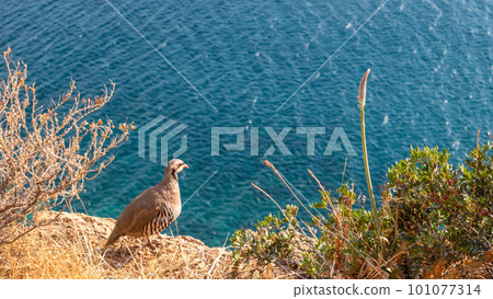 Rock partridge birds watching on sea coast, Greece 101077314