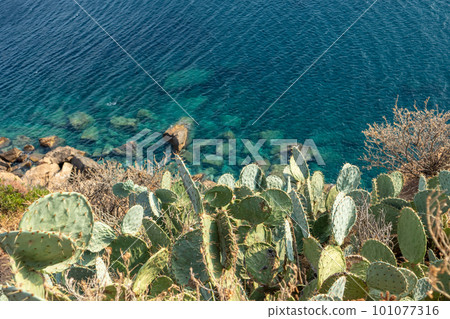 Close-up of prickly pear cactus growing in Greece 101077316
