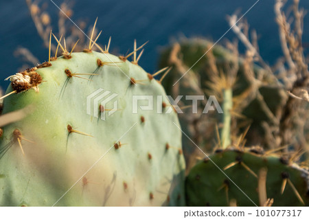 Close-up of prickly pear cactus growing in Greece 101077317