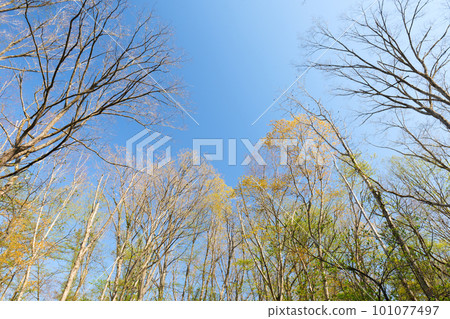 北海道清新綠林 北海道清新綠林 101077497