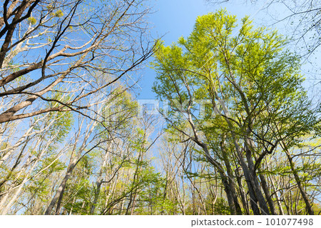北海道清新綠林 101077498