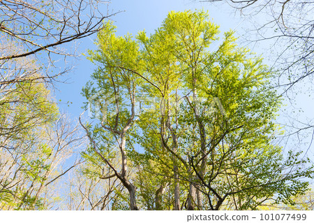 北海道清新綠林 101077499