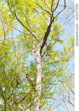 Hokkaido Fresh Green Forest 101077500