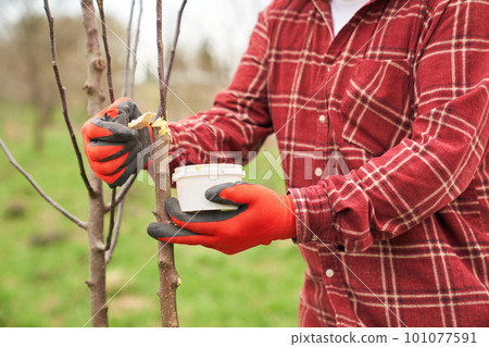 Close up of peasant working in orchard. Male gardener taking care of tree branches, standing, jar holding with hands in gloves. Concept of taking care of environment and nature. 101077591