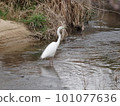 Great egret looking for food in the river Marriage color 101077636