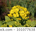 Rape blossom yellow flower 101077638