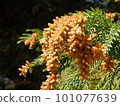 cedar pollen fly, cedar flower 101077639