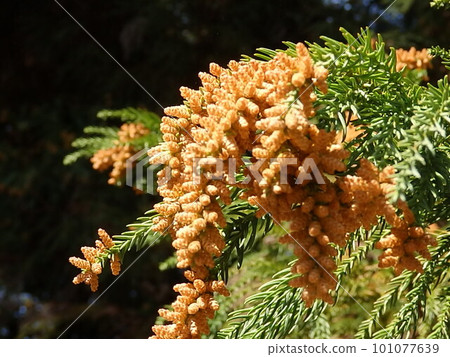 cedar pollen fly, cedar flower 101077639