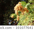 cedar flower pollen 101077641