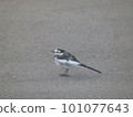 A white wagtail standing on the road 101077643