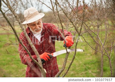 Front view of gardener sawing tree branch. Olde peasant in panama hat holding saw in gloves, cutting, taking care of plants, working. Concept of life in village and countryside. 101077657