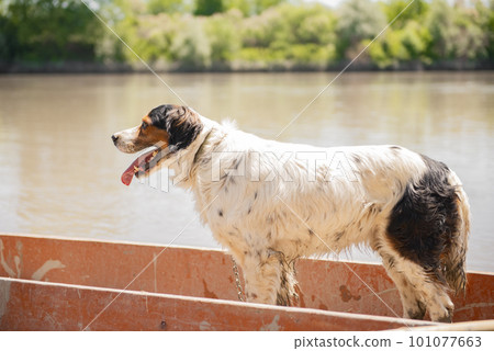 Irish red and white setter dog standing in old red boat, floating on calm, murky river in sunny day. Side view of cute, excited canin enjoying boat trip, looking into distance. Concept of adventure. 101077663