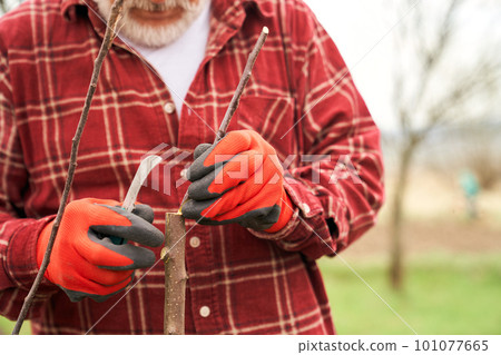 Closeup of old gardener taking care of tree branches. Male with grey beard in plaid shirt and gloves greasing tree in spring, growing plants in orchard. Concept of handwork. 101077665