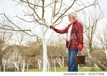 Side view of old gardener whitewashing trees, bucket holding. Male peasant with grey hair and beard taking care of plants in orchard. Concept of village life and countryside. 101077666