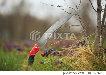 Close up of sharp modern saw for cutting plants. Red iron knife used by gardener in spring for taking care of trees, branches and bushes in orchard. Concept of plants growing. 101077670