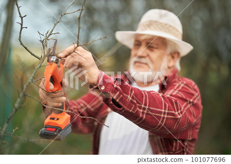 Front view of man in panama hat growing plants in orchard. Old gardener with grey hair and beard standing, holding pruner and branch by hand, cutting trees. Concept of handwork. 101077696