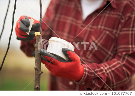 Close up of gardener growing trees in orchard. Male peasant wearing plaid shirt jar holding, grafting tree branches, planting trees. Concept of handwork and plants growing. Close up of gardener growing trees in orchard. Male peasant wearing plaid shirt jar holding, grafting tree branches, planting trees. Concept of handwork and plants growing. 101077707